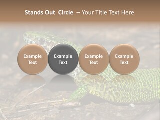 Texture Wildlife Yellow PowerPoint Template