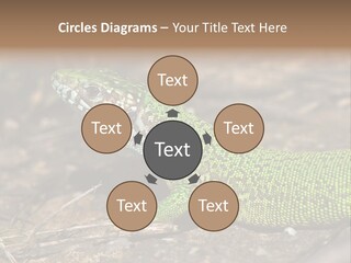 Texture Wildlife Yellow PowerPoint Template