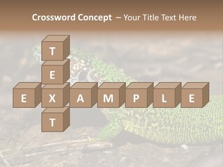 Texture Wildlife Yellow PowerPoint Template