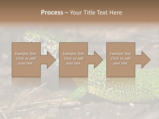 Texture Wildlife Yellow PowerPoint Template