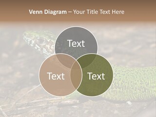 Texture Wildlife Yellow PowerPoint Template