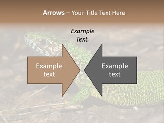 Texture Wildlife Yellow PowerPoint Template