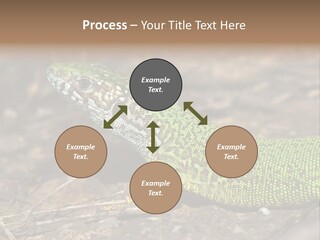 Texture Wildlife Yellow PowerPoint Template