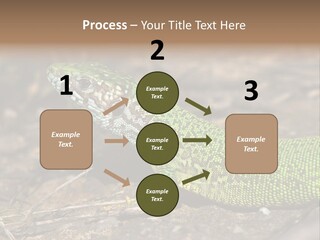 Texture Wildlife Yellow PowerPoint Template