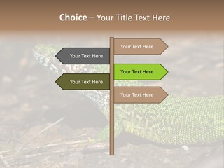 Texture Wildlife Yellow PowerPoint Template