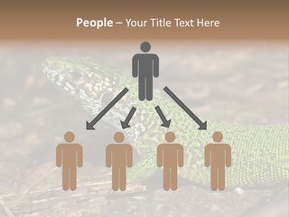 Texture Wildlife Yellow PowerPoint Template