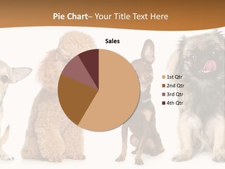 Happy Furry Puppy PowerPoint Template