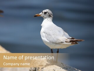Species Mediterranean Birdwatching PowerPoint Template