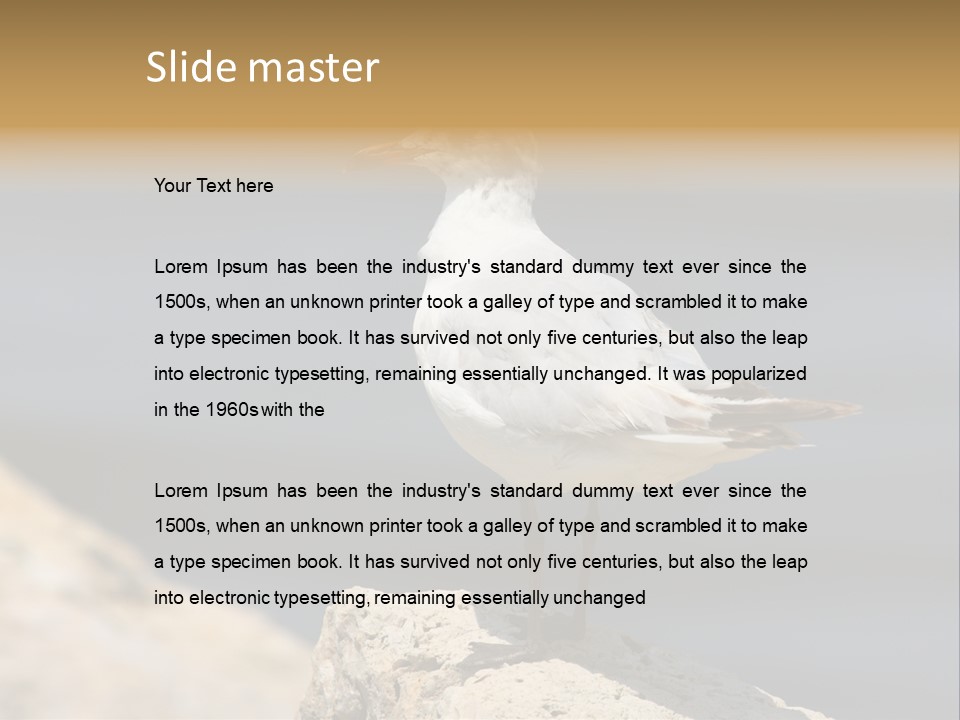 Species Mediterranean Birdwatching PowerPoint Template