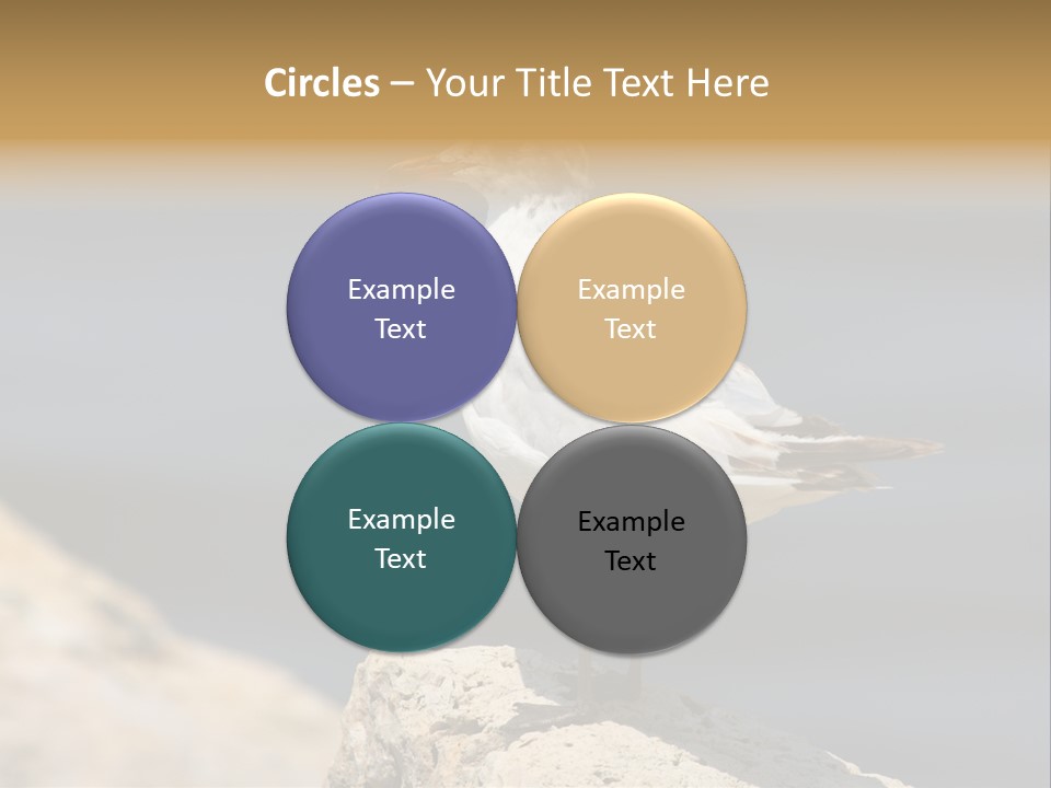 Species Mediterranean Birdwatching PowerPoint Template