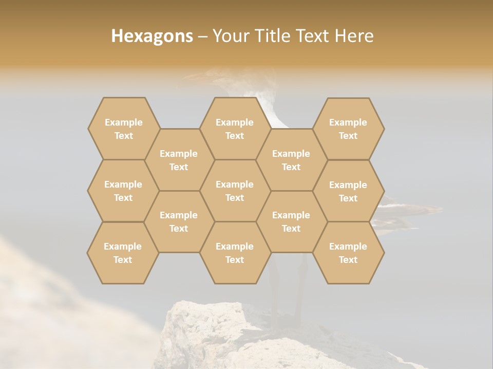 Species Mediterranean Birdwatching PowerPoint Template