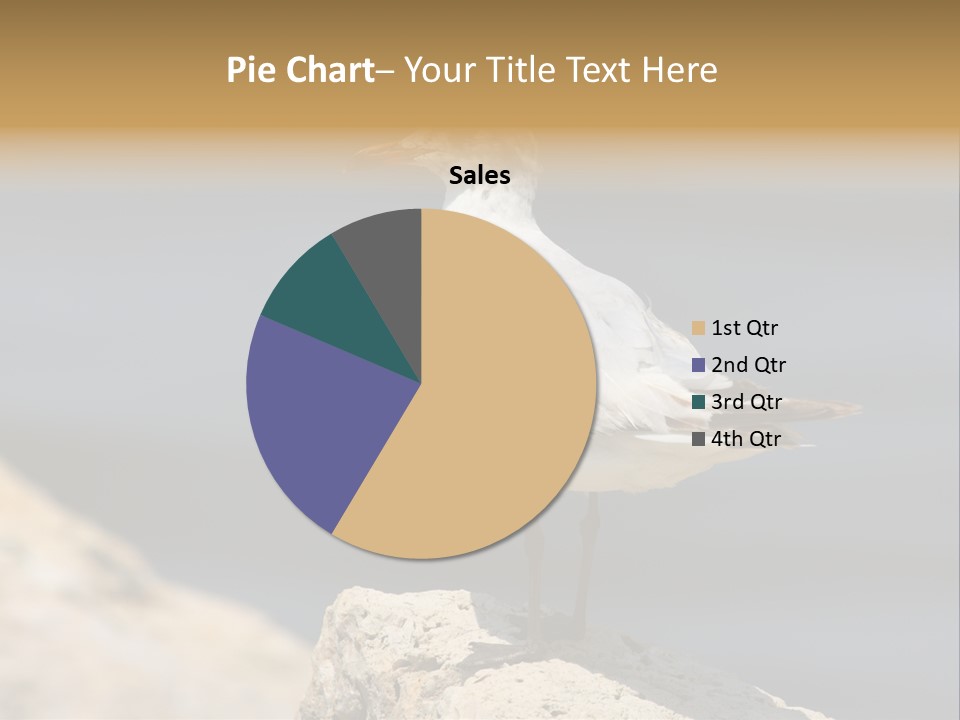 Species Mediterranean Birdwatching PowerPoint Template