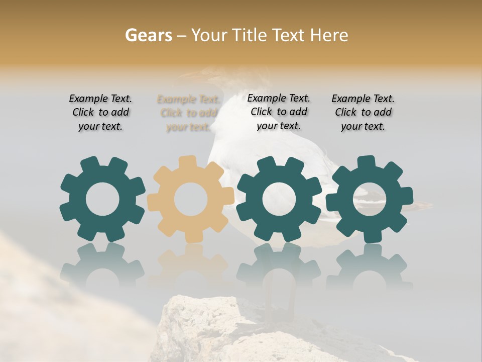 Species Mediterranean Birdwatching PowerPoint Template