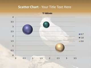 Species Mediterranean Birdwatching PowerPoint Template