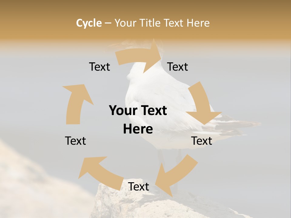 Species Mediterranean Birdwatching PowerPoint Template