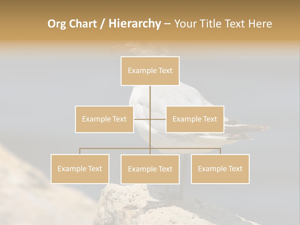 Species Mediterranean Birdwatching PowerPoint Template