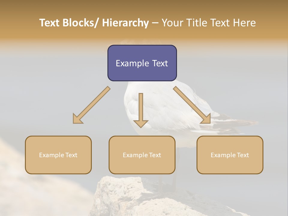 Species Mediterranean Birdwatching PowerPoint Template