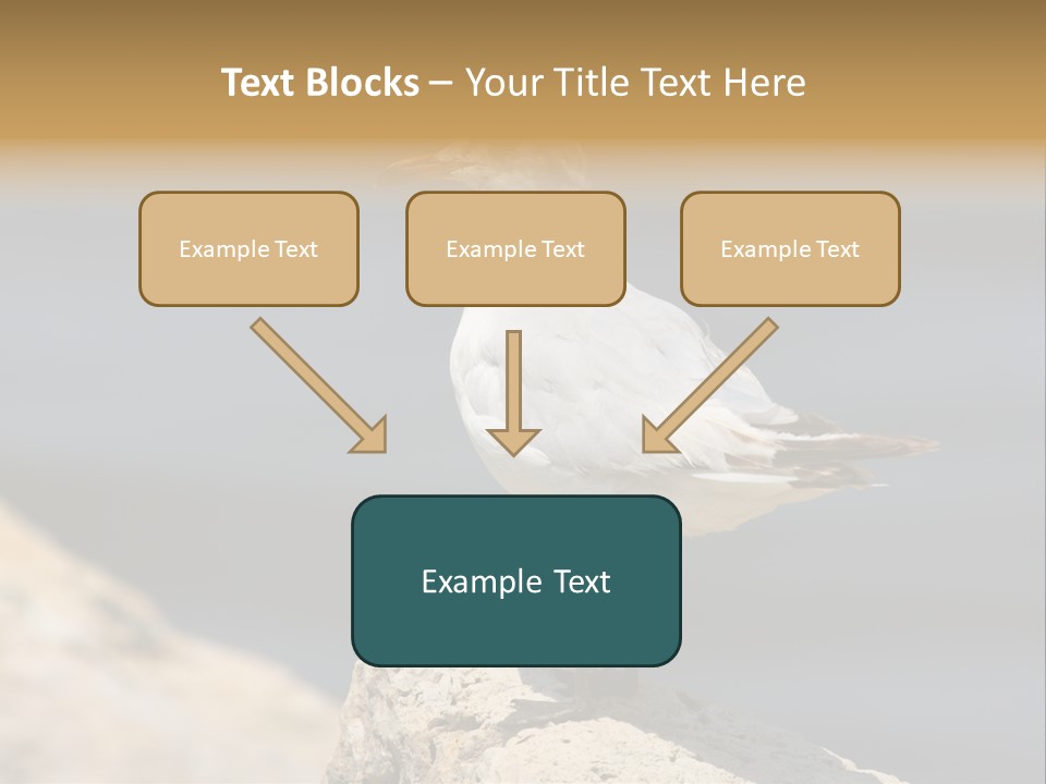 Species Mediterranean Birdwatching PowerPoint Template
