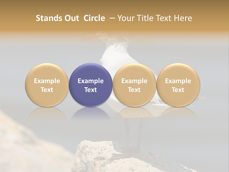 Species Mediterranean Birdwatching PowerPoint Template