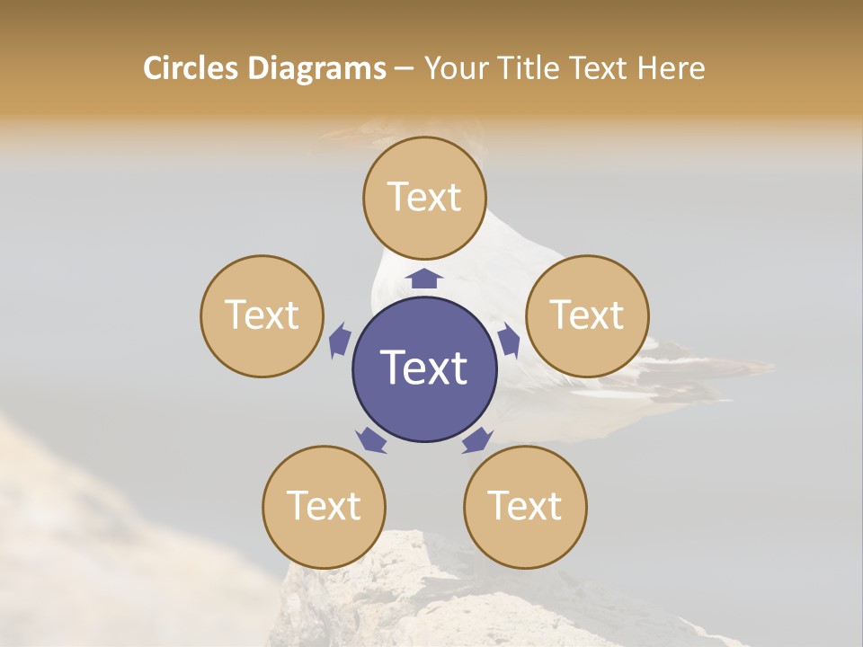 Species Mediterranean Birdwatching PowerPoint Template