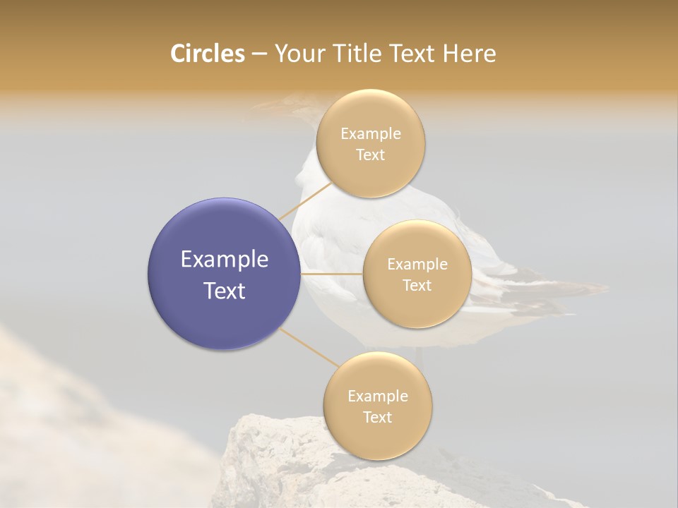 Species Mediterranean Birdwatching PowerPoint Template