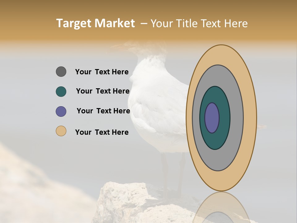 Species Mediterranean Birdwatching PowerPoint Template