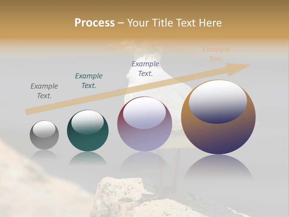 Species Mediterranean Birdwatching PowerPoint Template