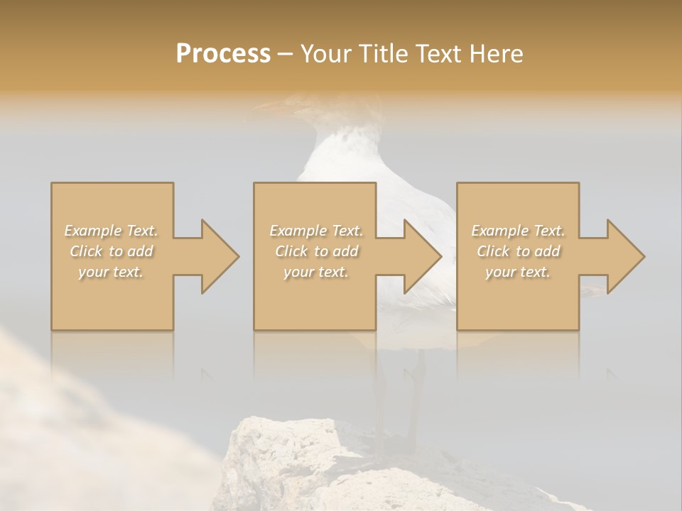Species Mediterranean Birdwatching PowerPoint Template