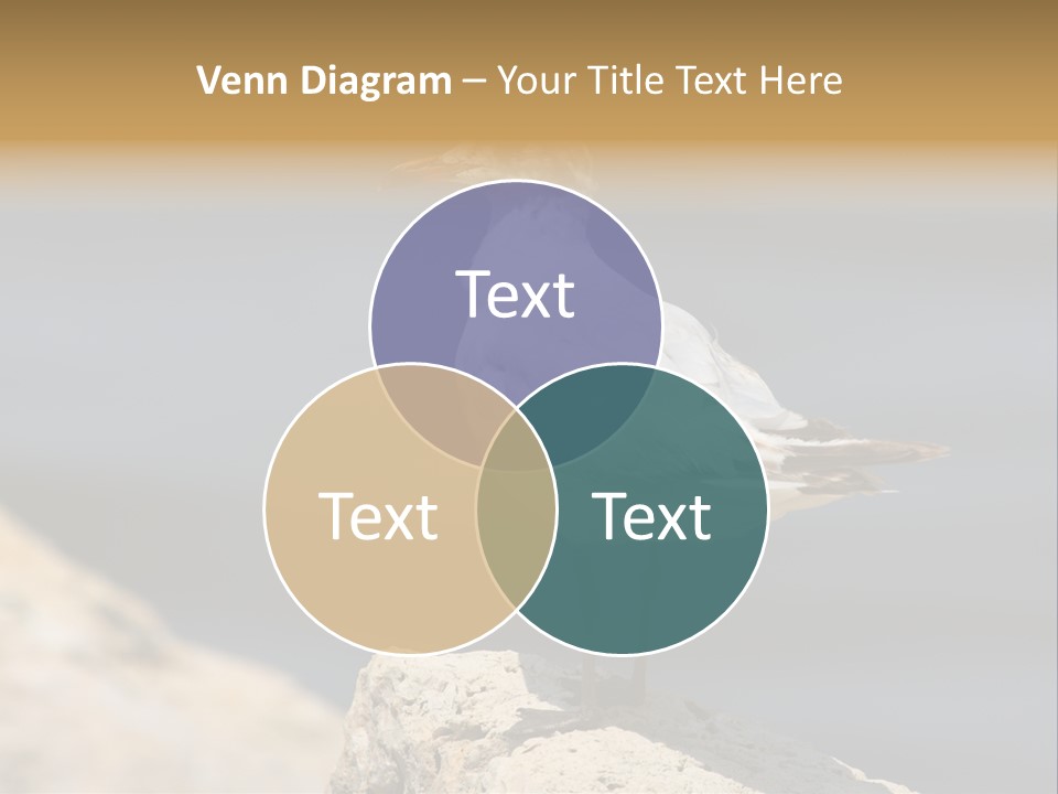 Species Mediterranean Birdwatching PowerPoint Template