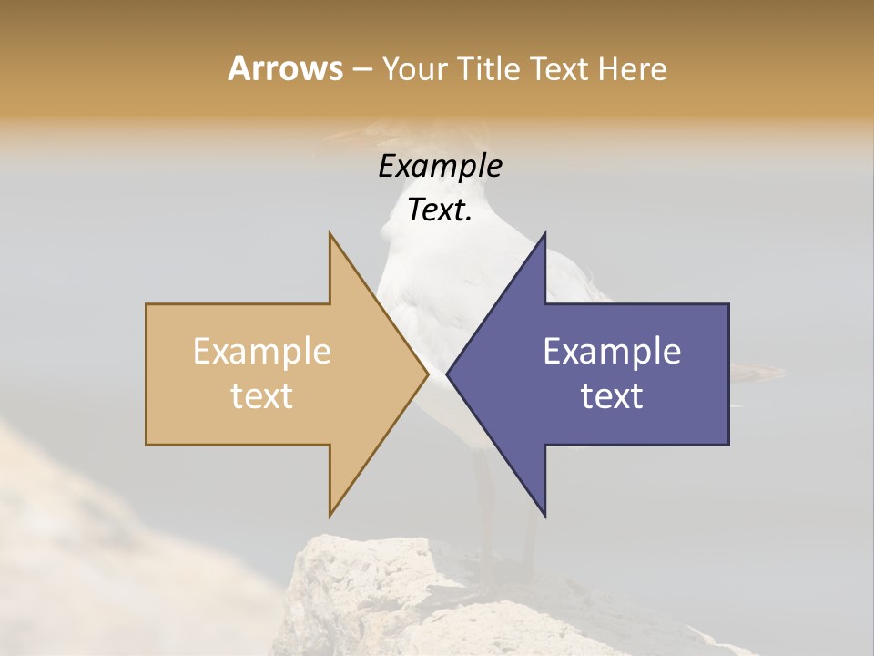 Species Mediterranean Birdwatching PowerPoint Template