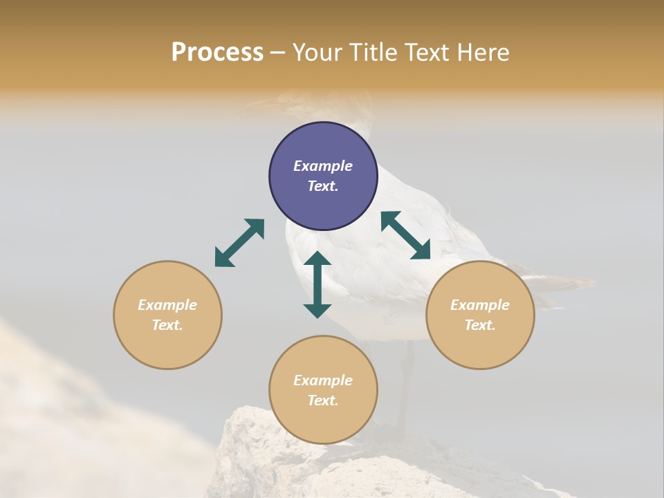 Species Mediterranean Birdwatching PowerPoint Template