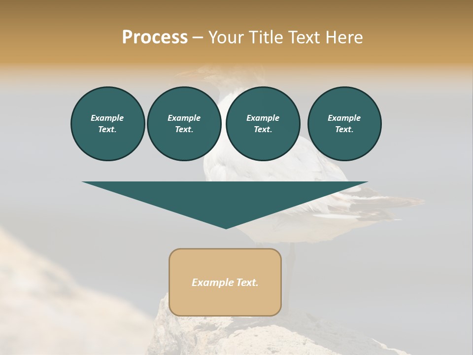 Species Mediterranean Birdwatching PowerPoint Template