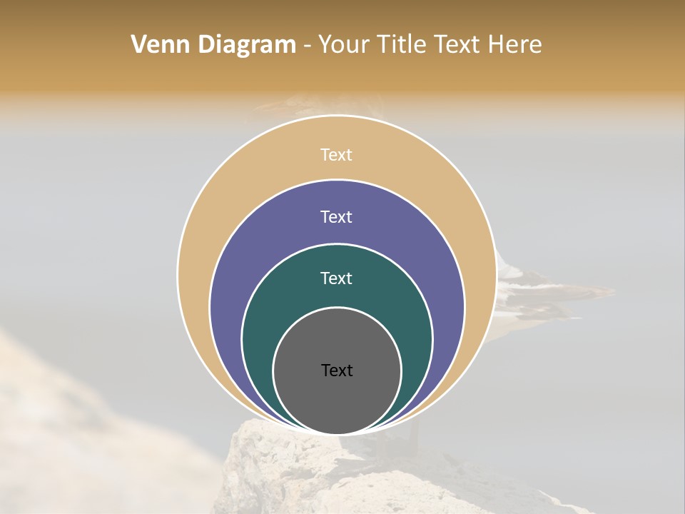 Species Mediterranean Birdwatching PowerPoint Template