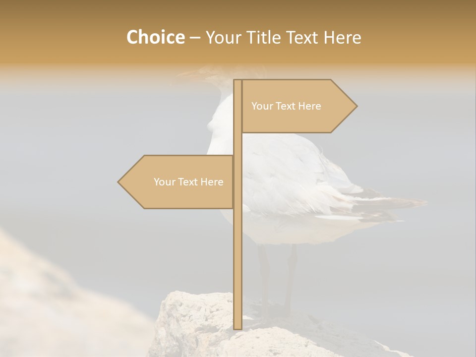 Species Mediterranean Birdwatching PowerPoint Template