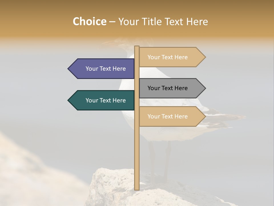 Species Mediterranean Birdwatching PowerPoint Template