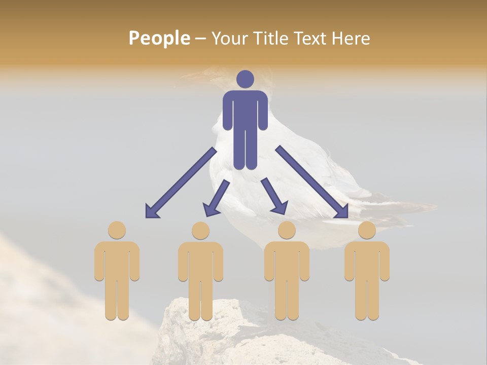 Species Mediterranean Birdwatching PowerPoint Template