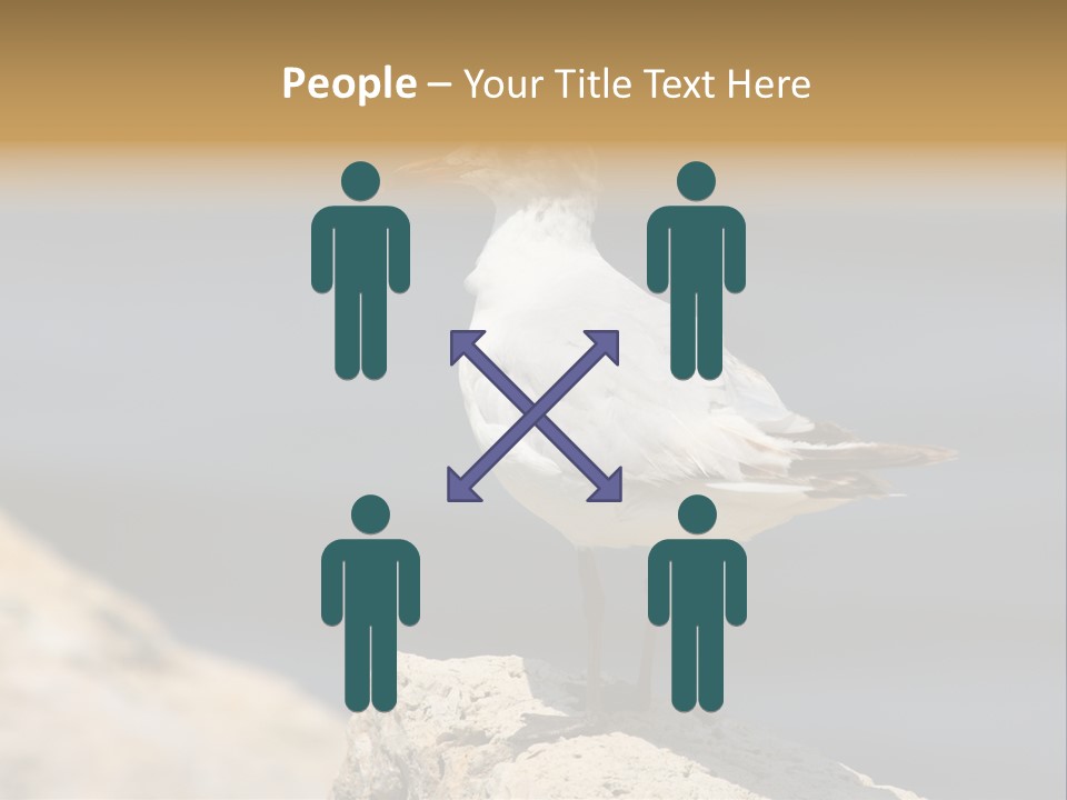 Species Mediterranean Birdwatching PowerPoint Template