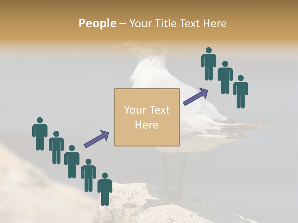 Species Mediterranean Birdwatching PowerPoint Template