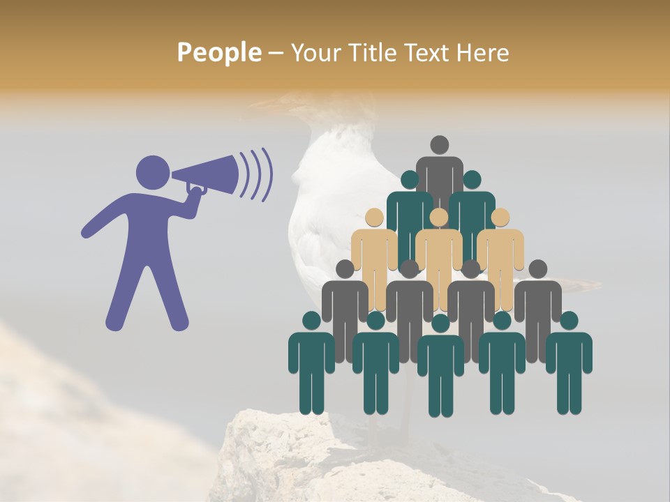 Species Mediterranean Birdwatching PowerPoint Template