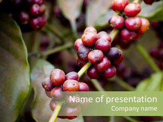 Coffee Bean Red PowerPoint Template