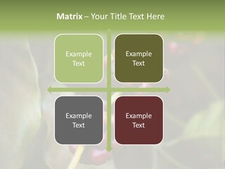 Coffee Bean Red PowerPoint Template