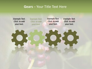 Coffee Bean Red PowerPoint Template