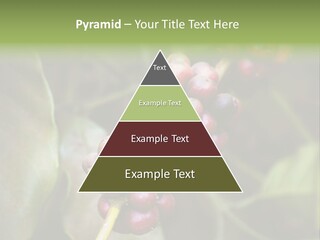 Coffee Bean Red PowerPoint Template