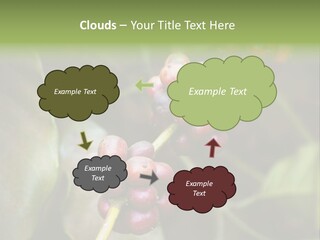 Coffee Bean Red PowerPoint Template