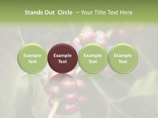 Coffee Bean Red PowerPoint Template