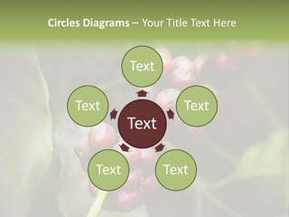 Coffee Bean Red PowerPoint Template