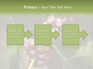 Coffee Bean Red PowerPoint Template