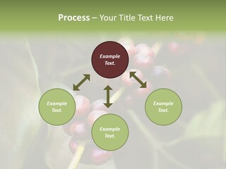 Coffee Bean Red PowerPoint Template