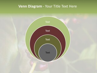 Coffee Bean Red PowerPoint Template