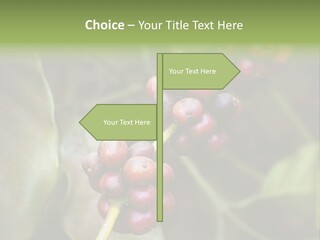 Coffee Bean Red PowerPoint Template